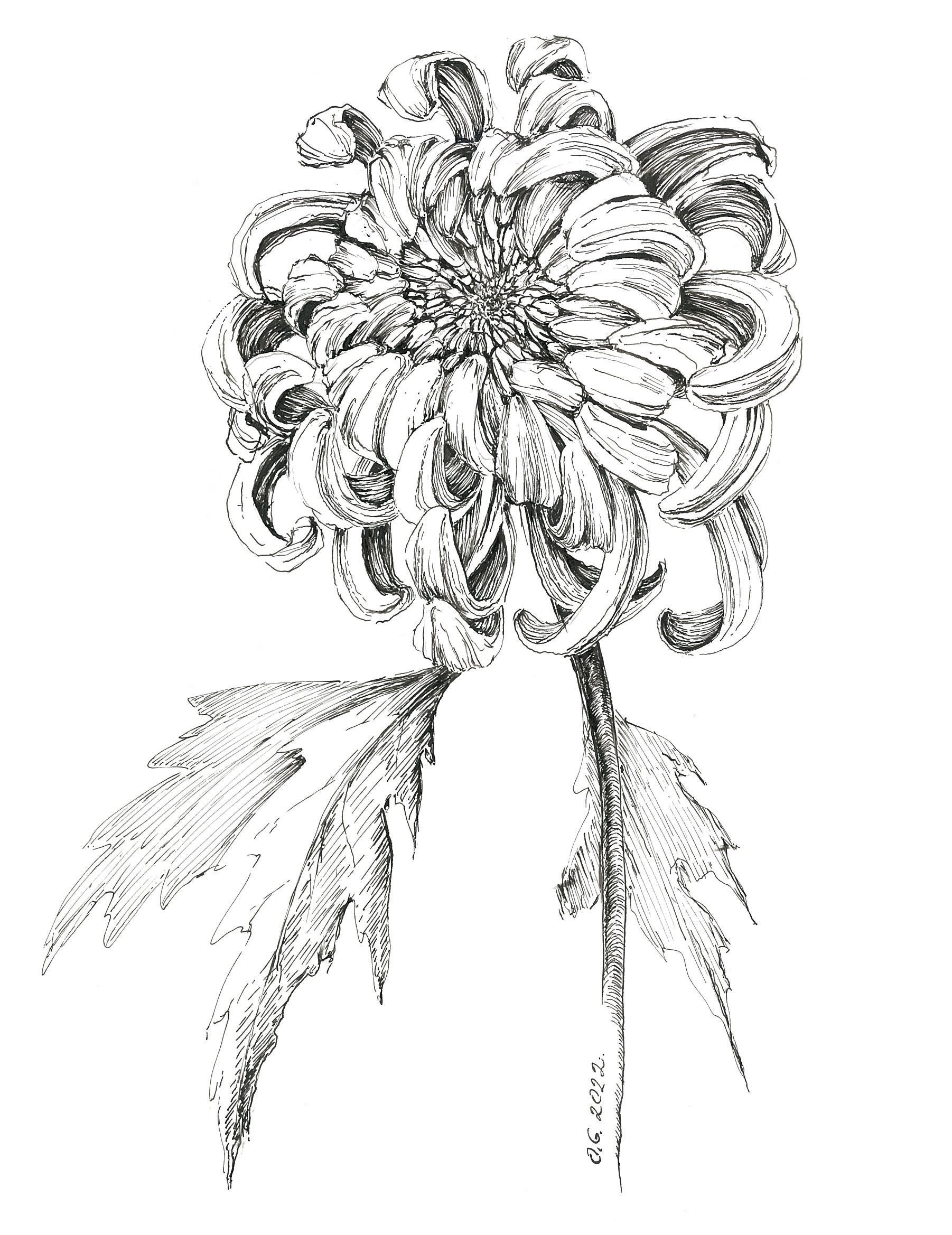 chrysanthemum drawing