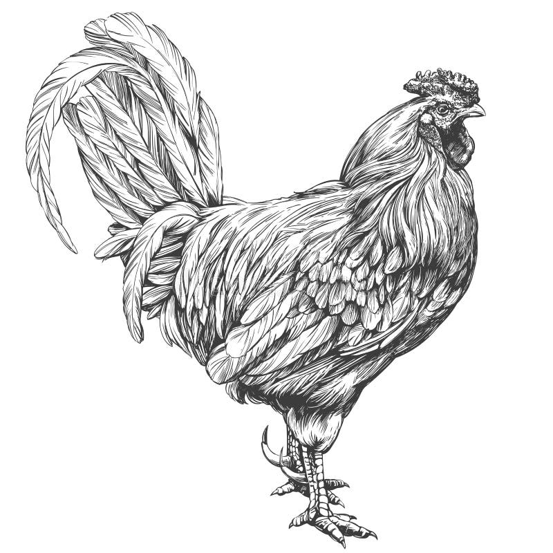 cockerel drawing