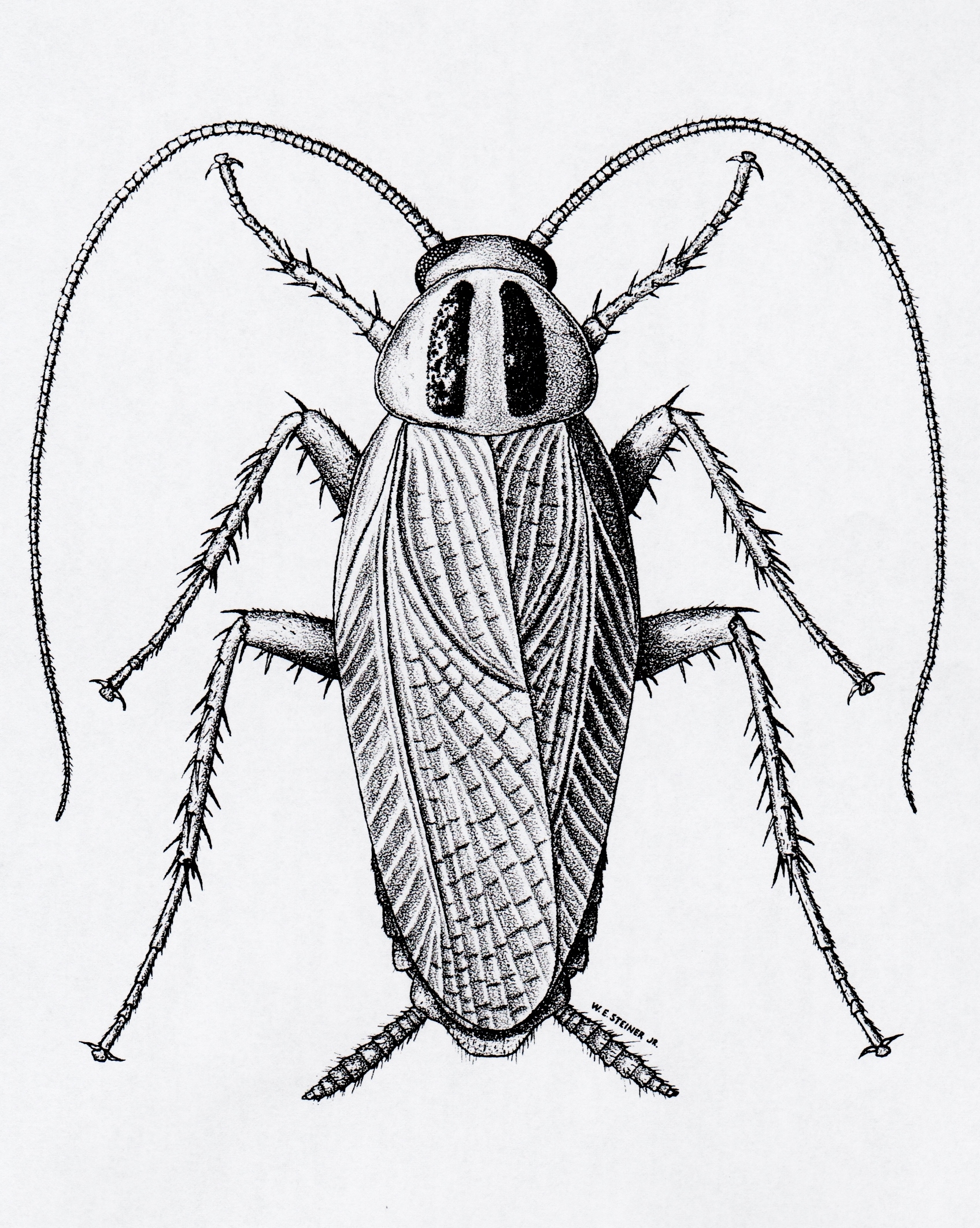Cockroaches Insect Drawings