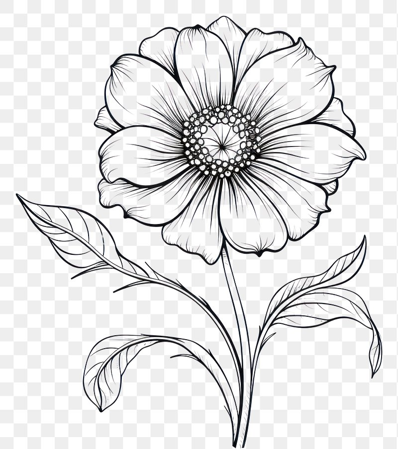 pencil sketch flower drawing