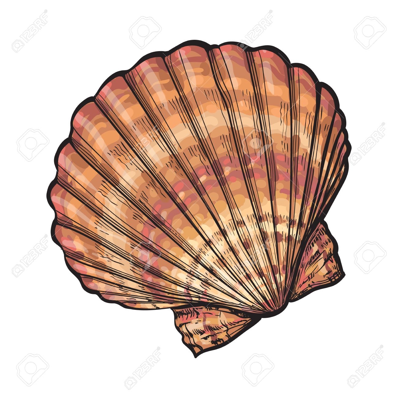 Colorful Scallop Sea Shell Sketch Style Vector Illustration Isolated On White Background Realistic Hand Drawing Of Saltwater Scallop Seashell Clam Conch Royalty Free SVG Cliparts Vectors And Stock Illustration Image 67983067 