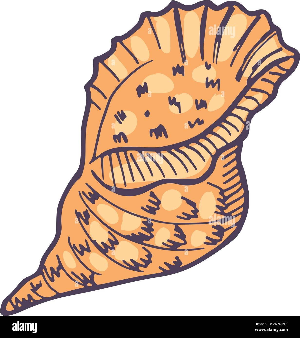 conch shell drawing