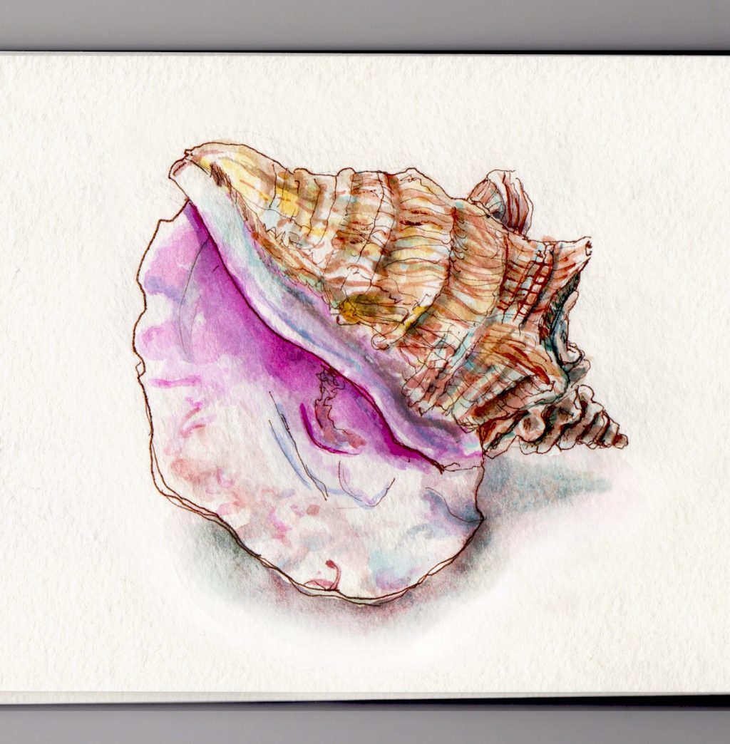 Conch Shells And Ocean Dreams Doodlewash 