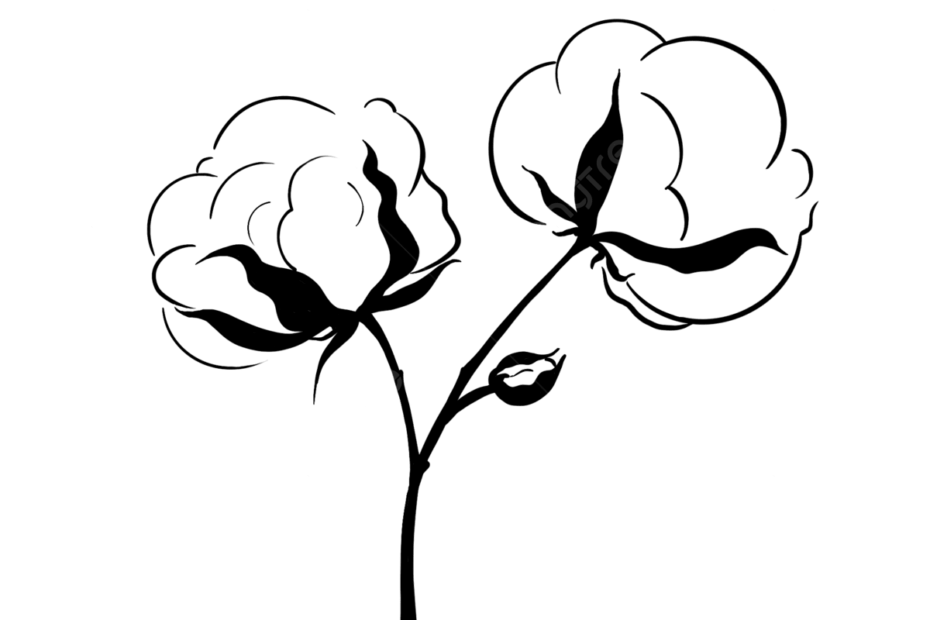 Cotton Drawing PNG Transparent Images Free Download Vector Files Pngtree