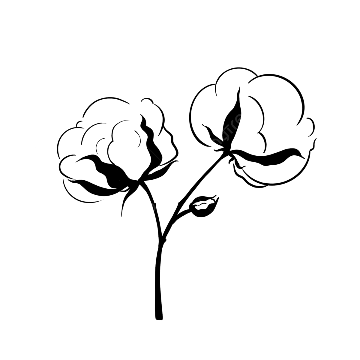 Cotton Drawing PNG Transparent Images Free Download Vector Files Pngtree