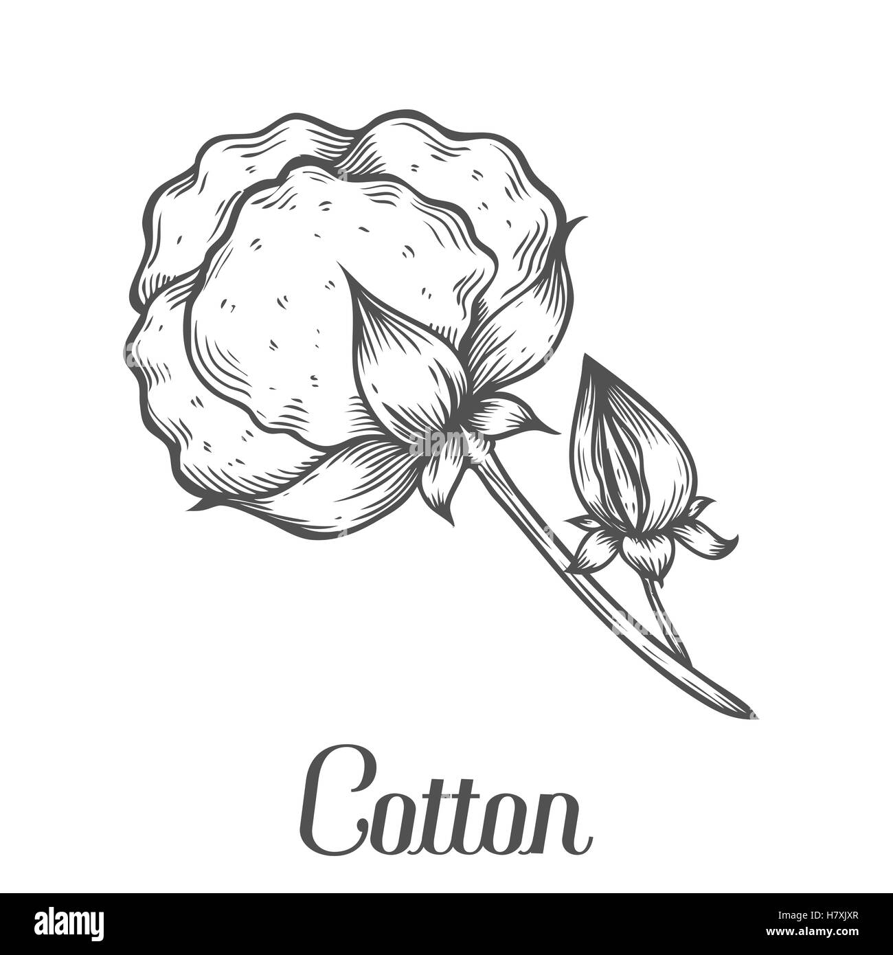Cotton Plant Drawing Stock Vector Images Alamy