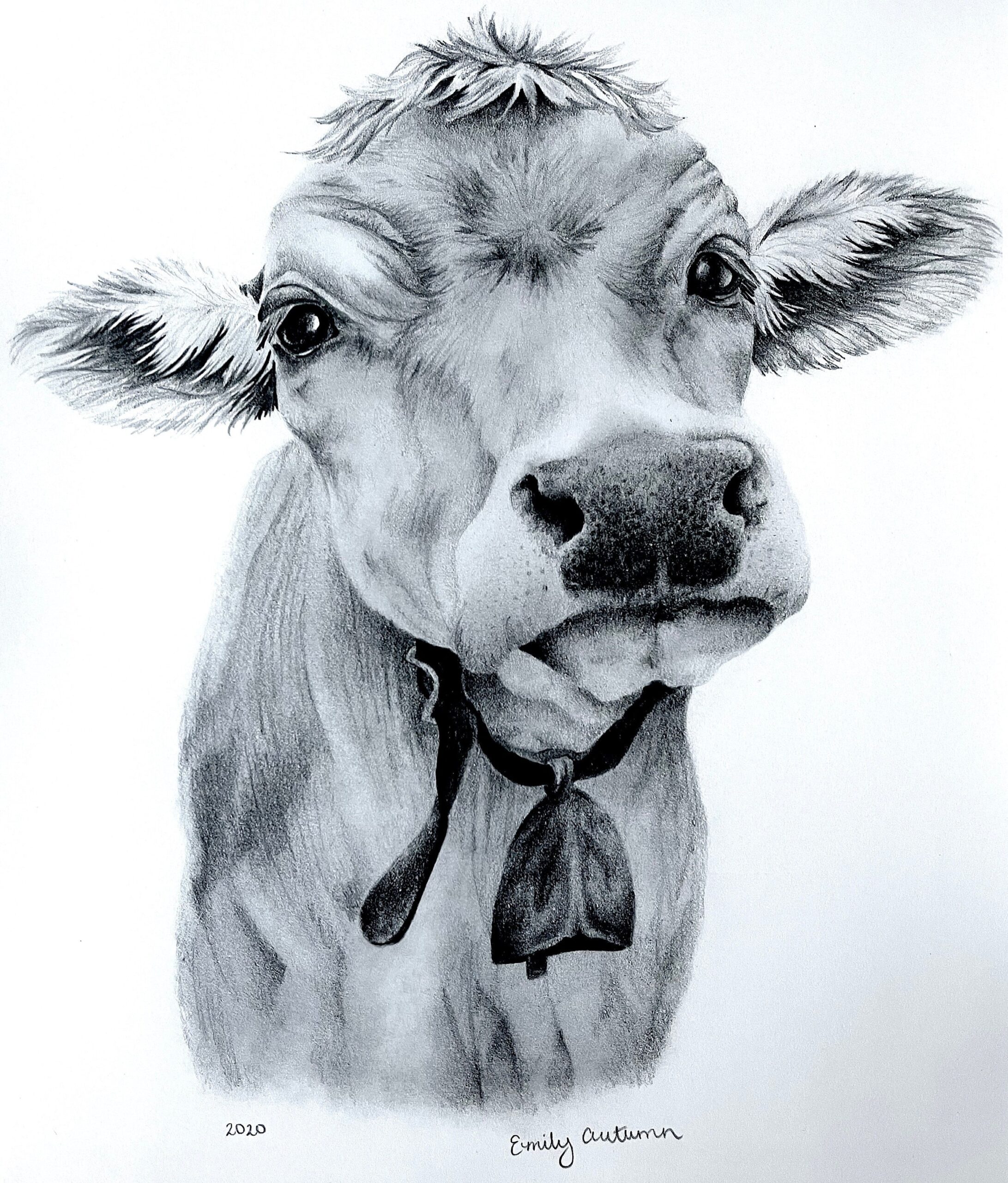 Cow Drawing Etsy