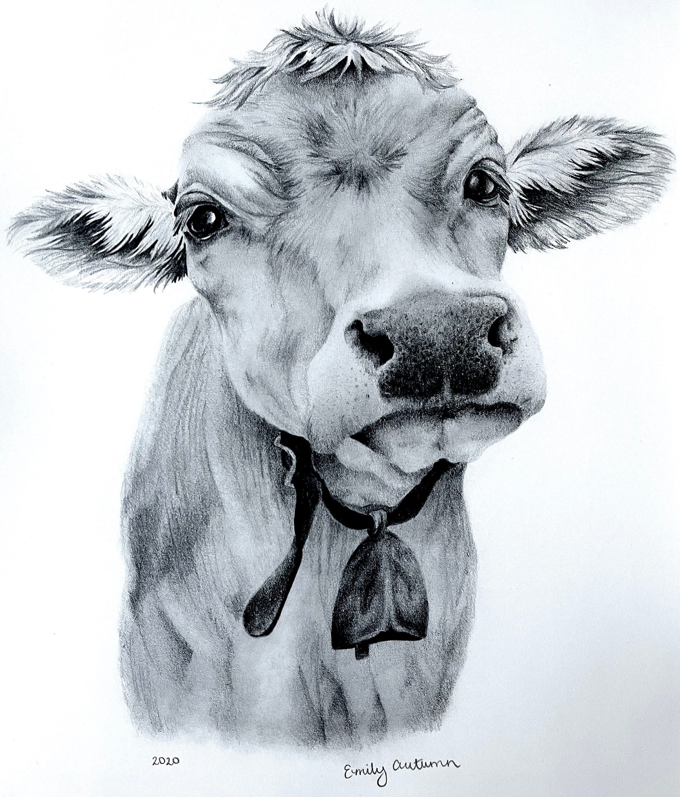 cow drawing