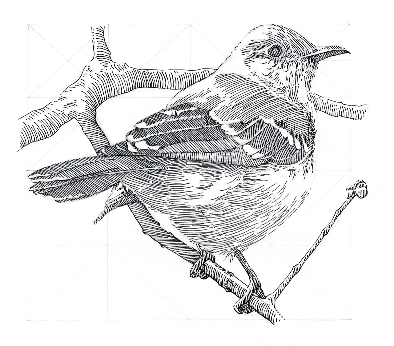 Cross hatching Barry Coombs Art Workshops