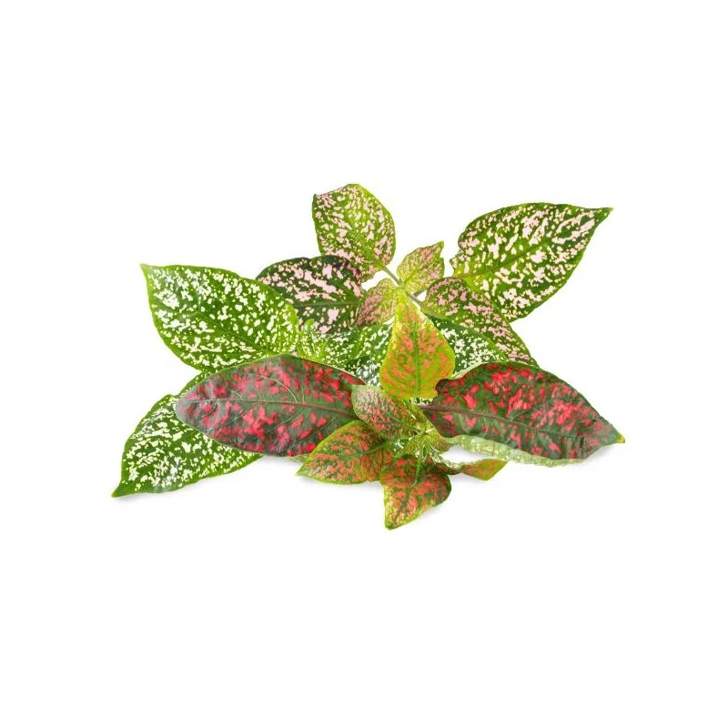 are polka dot plants toxic to cats