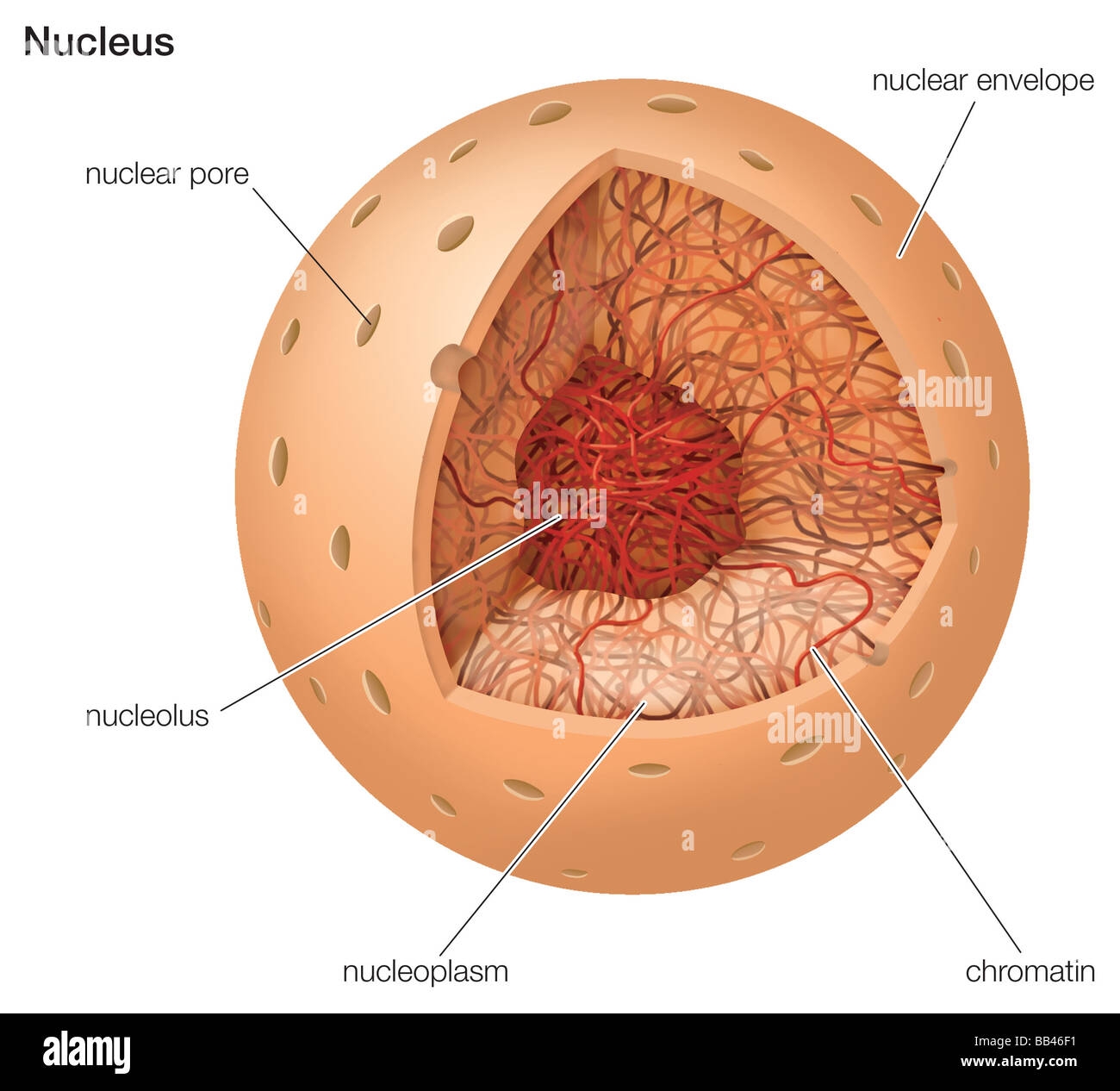 Cutaway Drawing Of A Nucleus Stock Photo Alamy