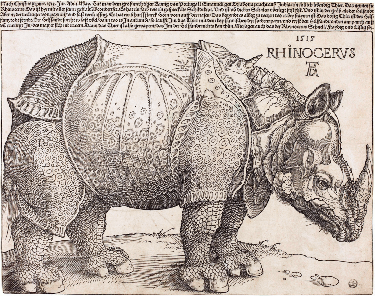 D rer s Rhinoceros Wikipedia