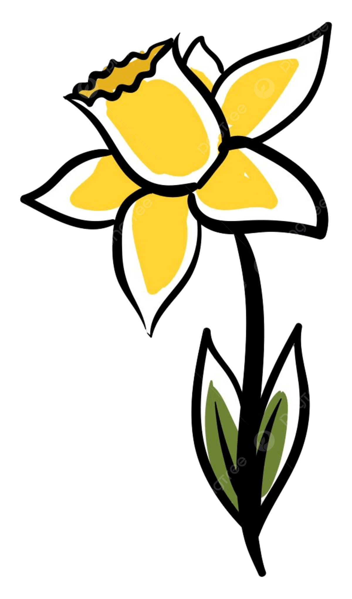 Daffodil Drawing Flower Narcissus Leaf Blossom Design Sketch 
