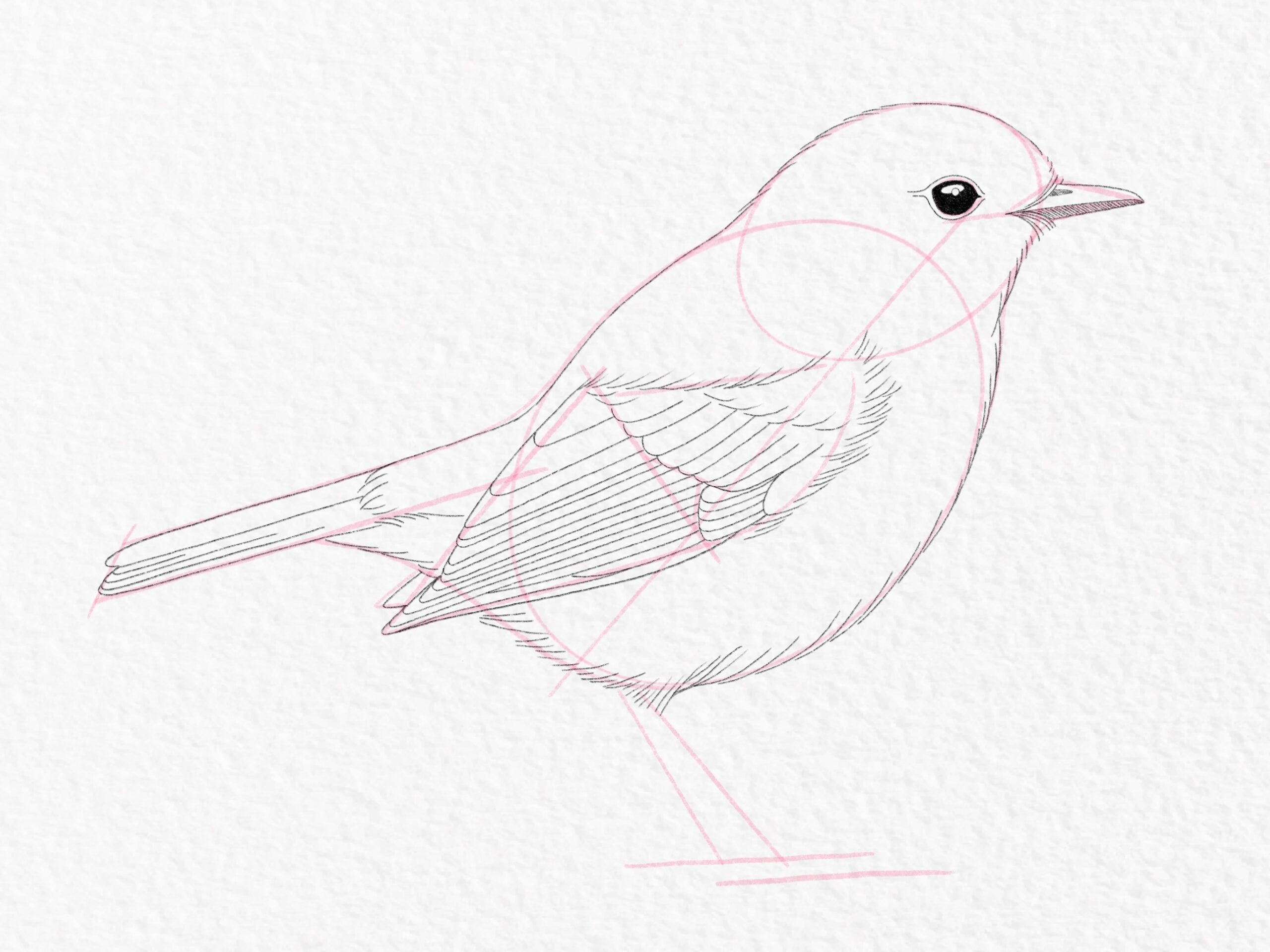 Discover How To Draw A Bird With These Simple Steps Gathered