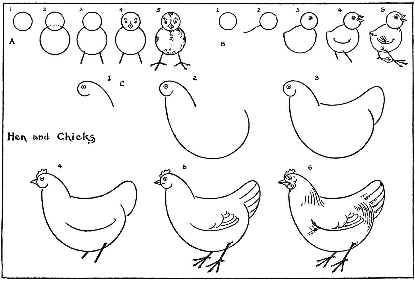 Draw A Chicken Easy 6 Simple Steps The Graphics Fairy