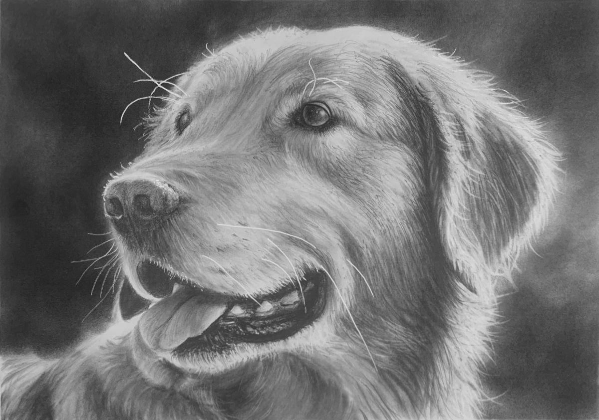 Draw A Realistic Golden Retriever