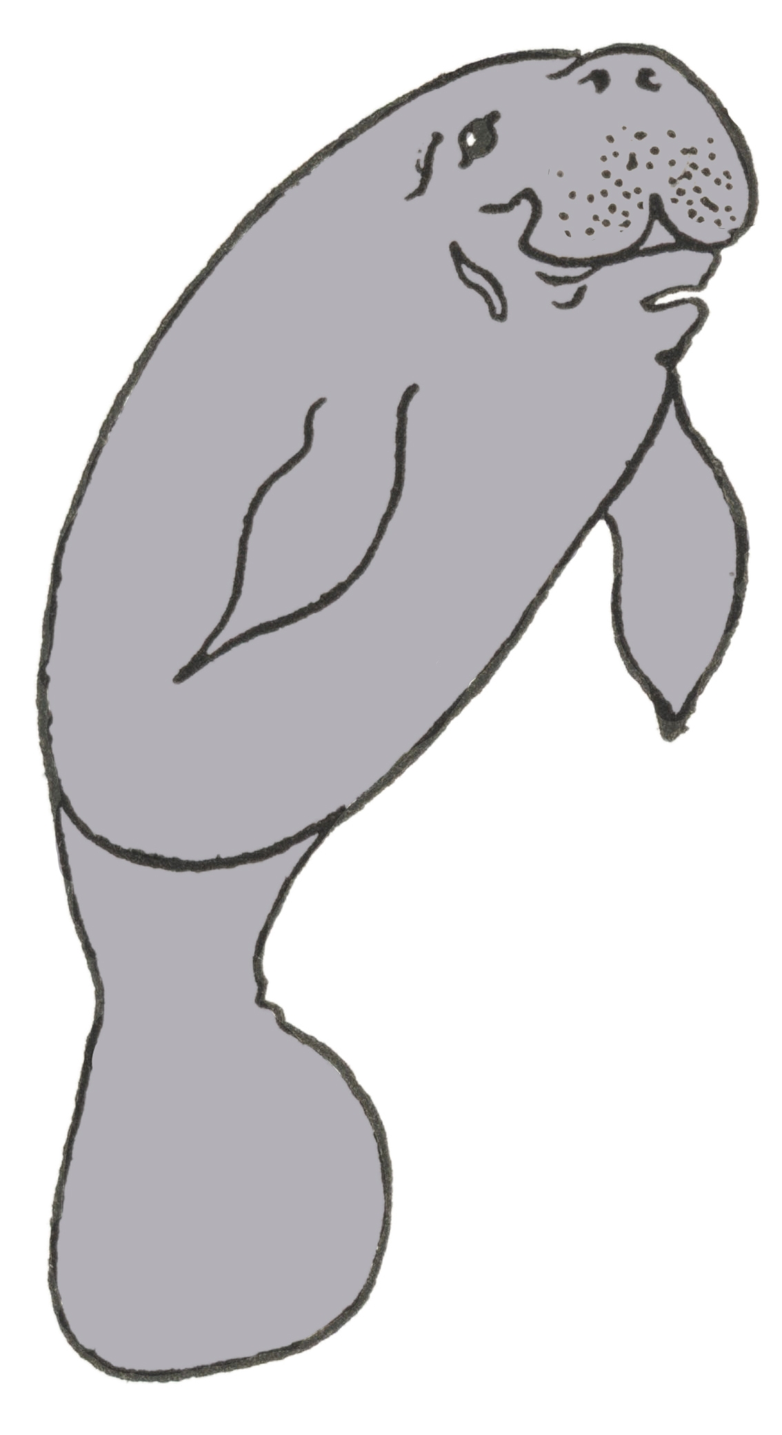 Draw Manatee Easy Step By Step The Graphics Fairy