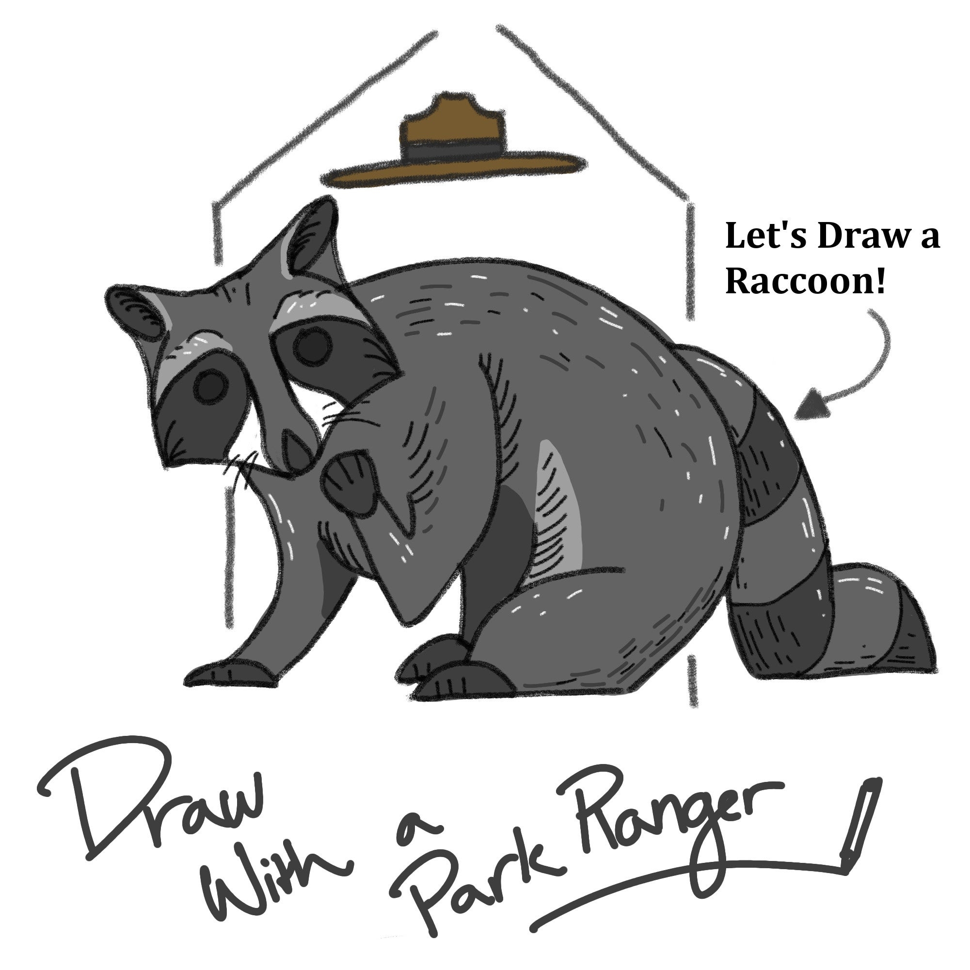 draw raccoon