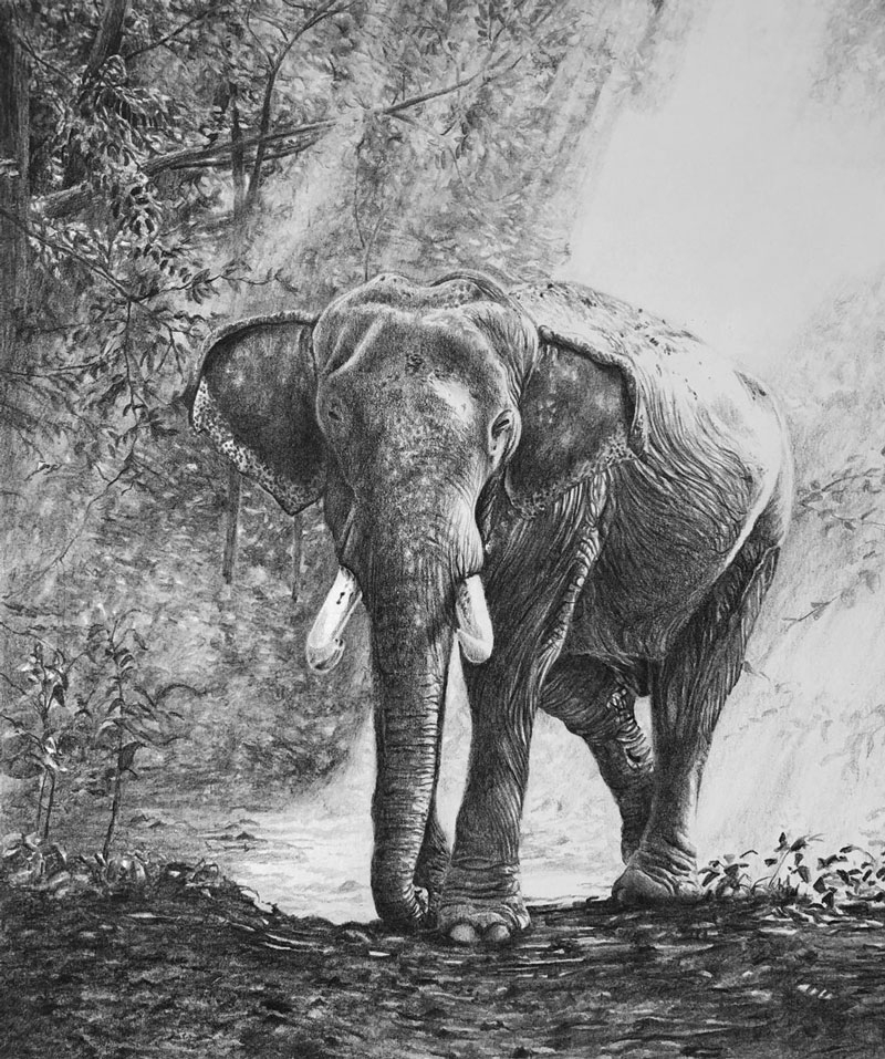 Drawing An Elephant With Pencil Timed Drawing Exercise