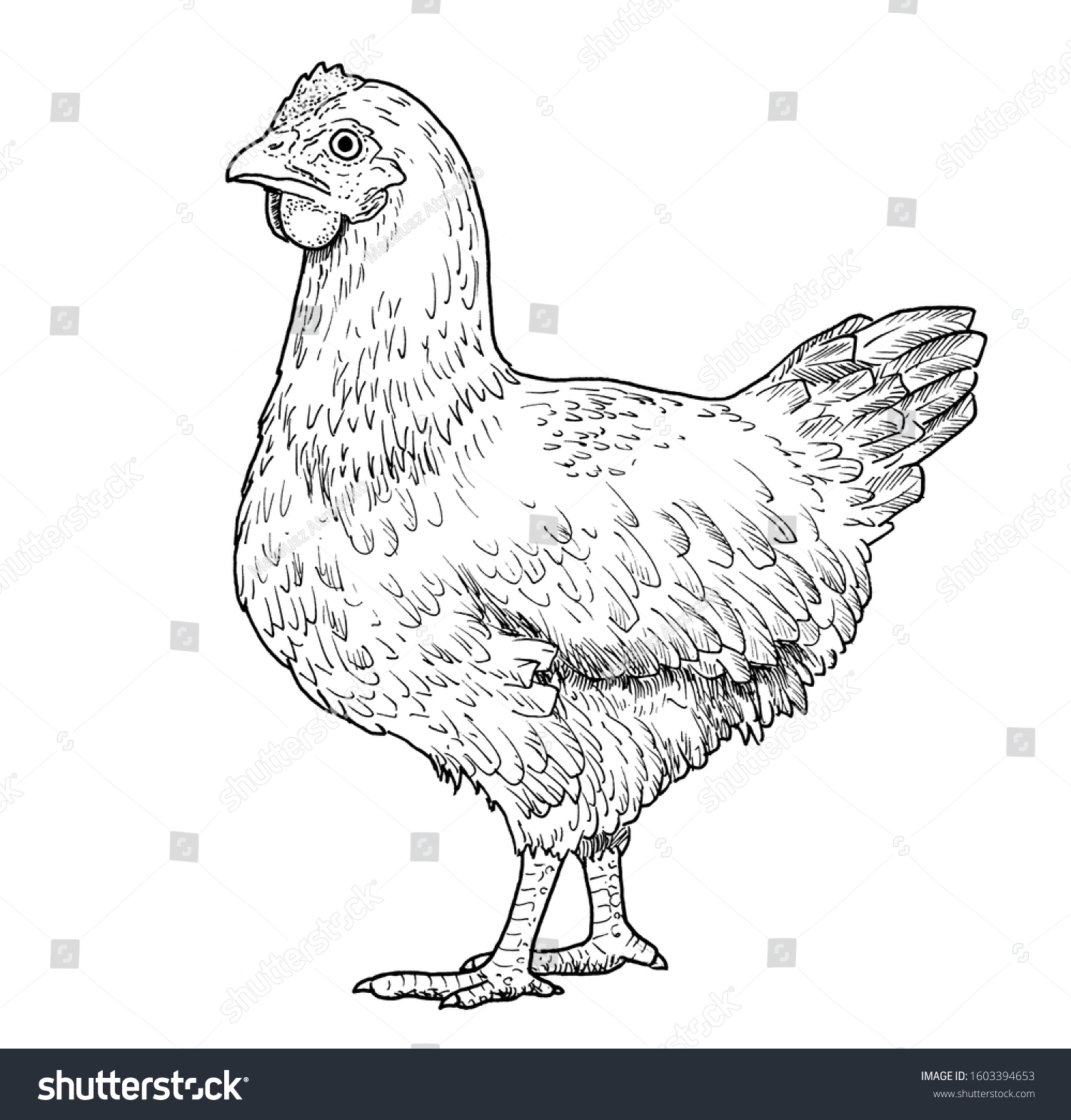 hen drawing