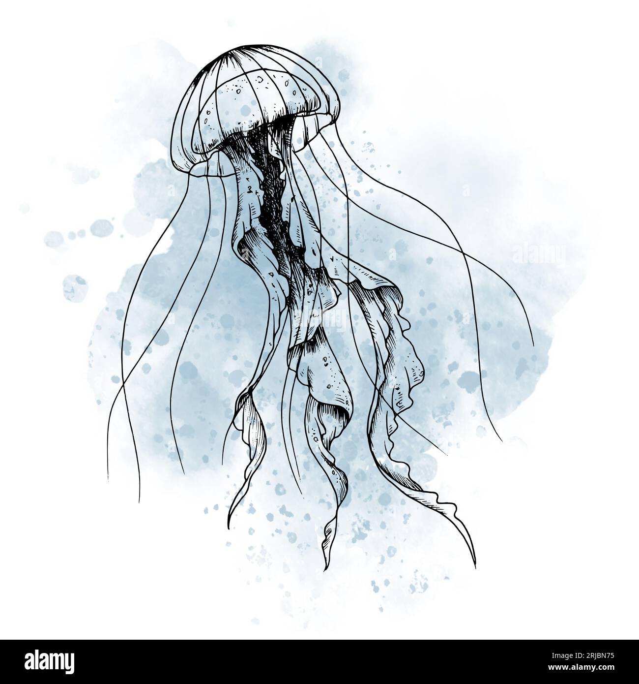 Drawing Of Jellyfish With Watercolor Blue Spot Graphic 