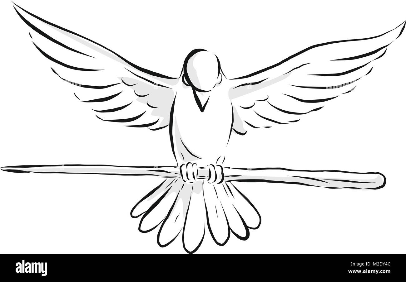 dove bird drawing