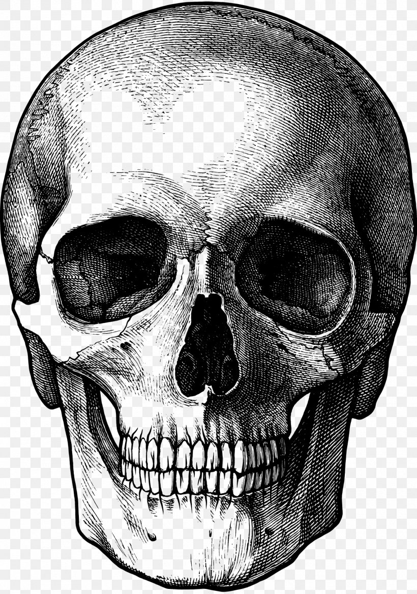 Drawing Skull Fun Stuff To Draw Art Sketch PNG