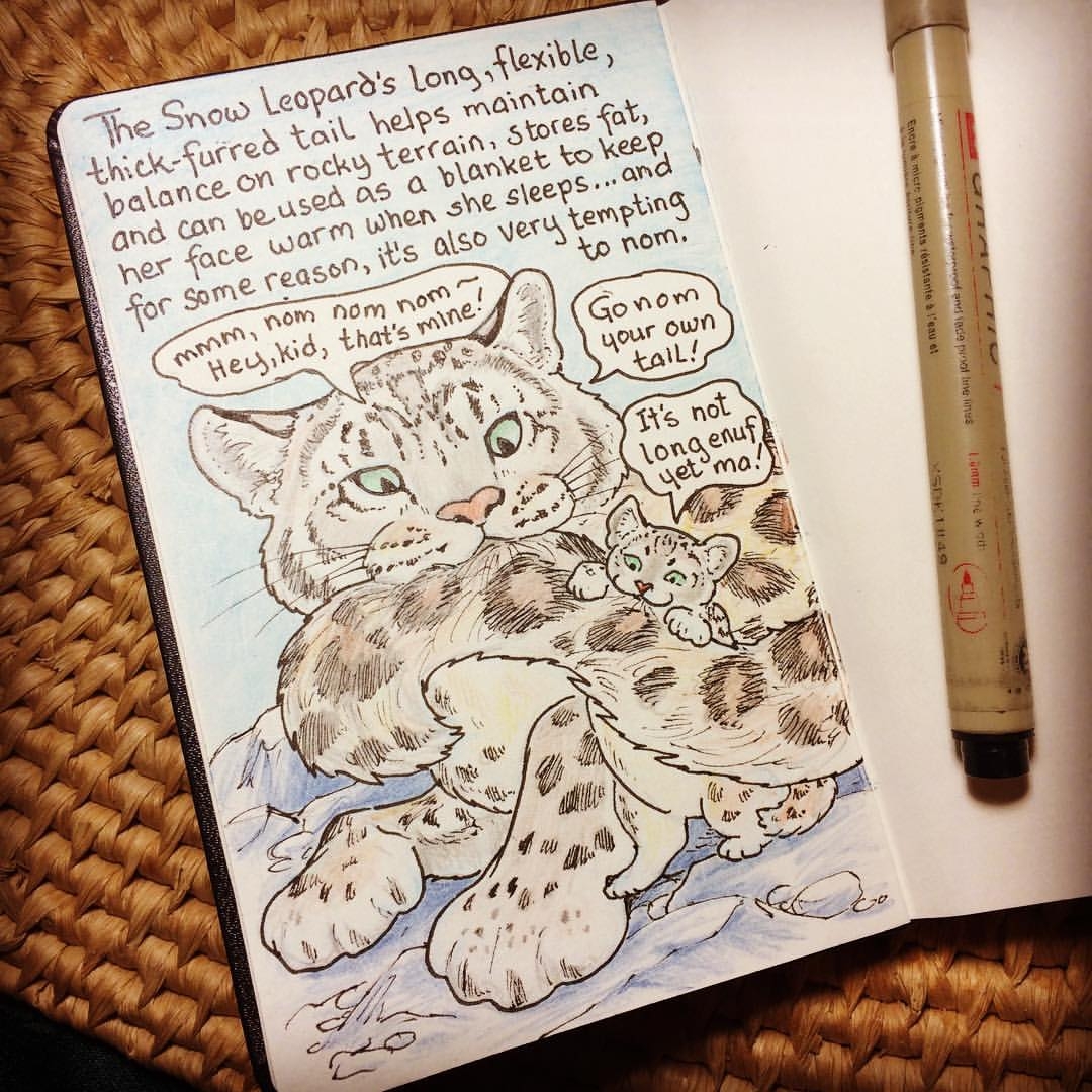 Drawing The Snow Leopard Karen Gillmore Art