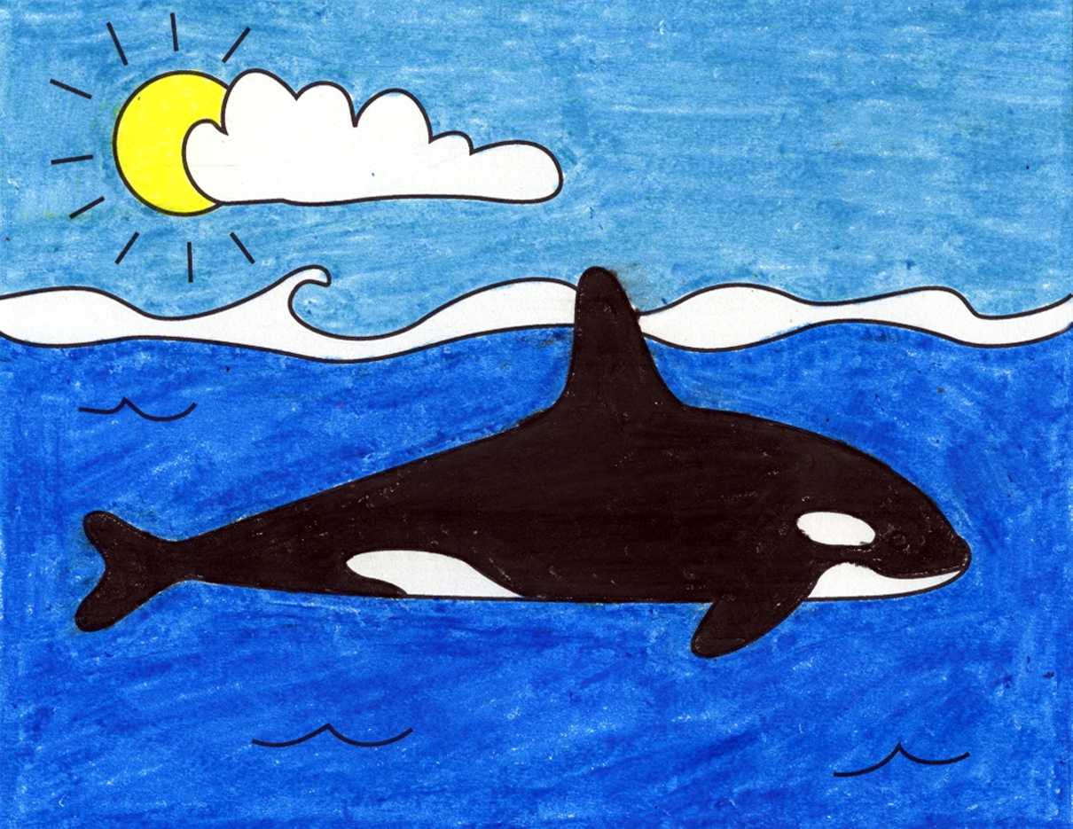 Easy How To Draw An Orca Tutorial And Orca Coloring Page