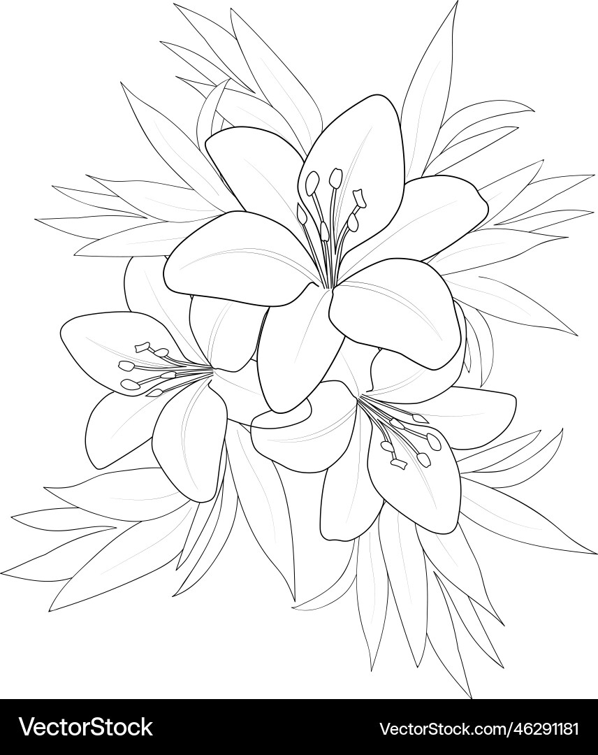 Easy Lily Flower Drawing Pencil Art Royalty Free Vector