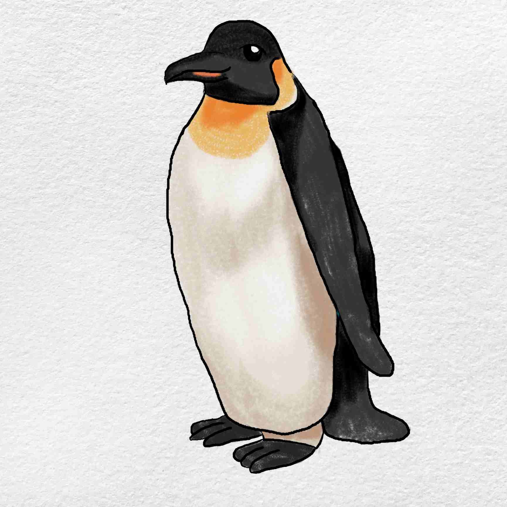 penguin drawing