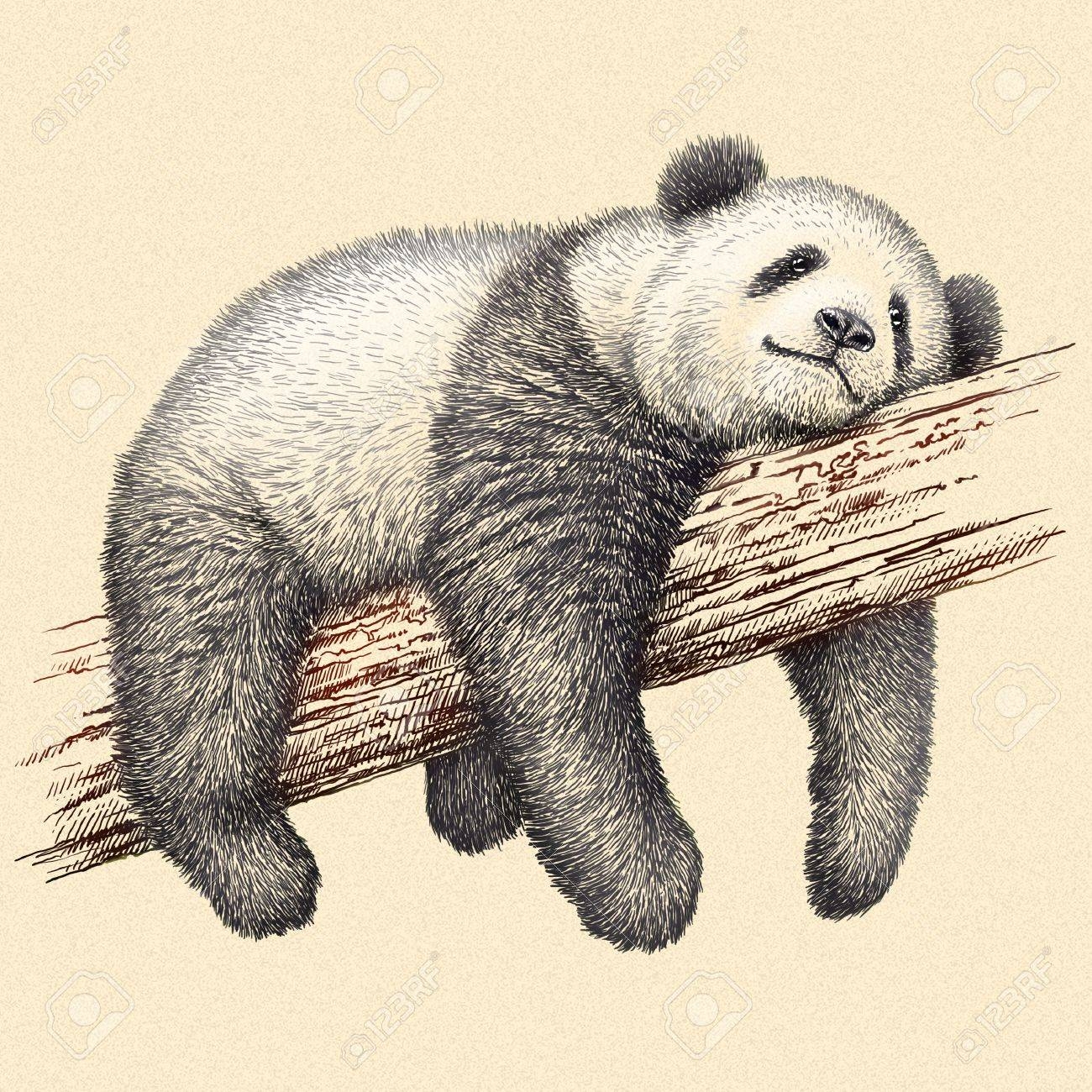 Engrave Isolated Panda Bear Illustration Sketch Linear Art Stock Photo Picture And Royalty Free Image Image 46498409 