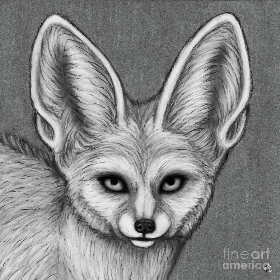 Fennec Fox Black And White By Amy E Fraser