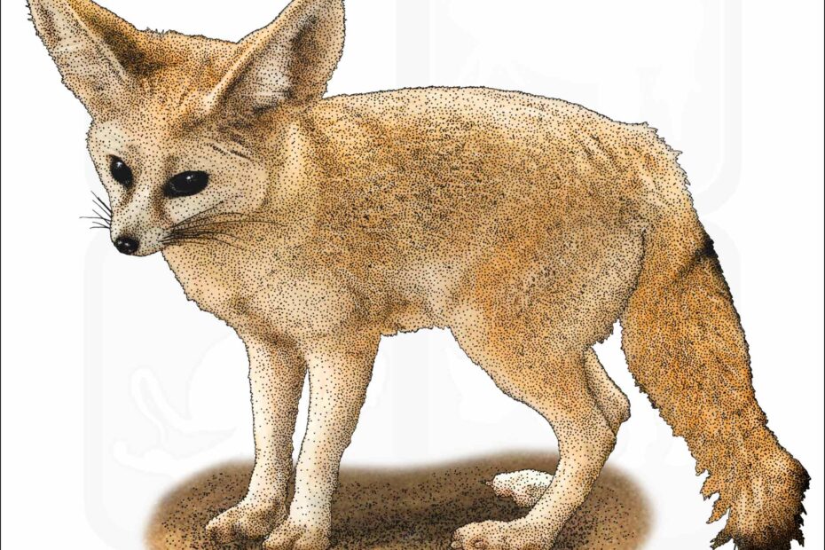 Fennec Fox Signed Fine Art Print