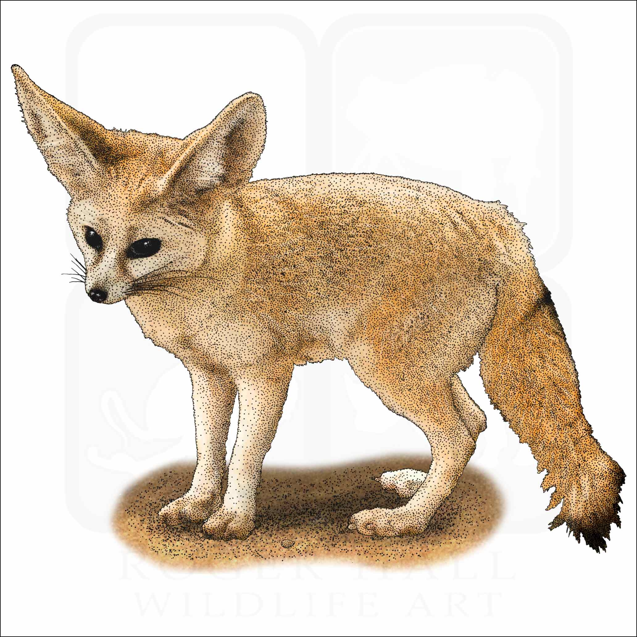 Fennec Fox Signed Fine Art Print