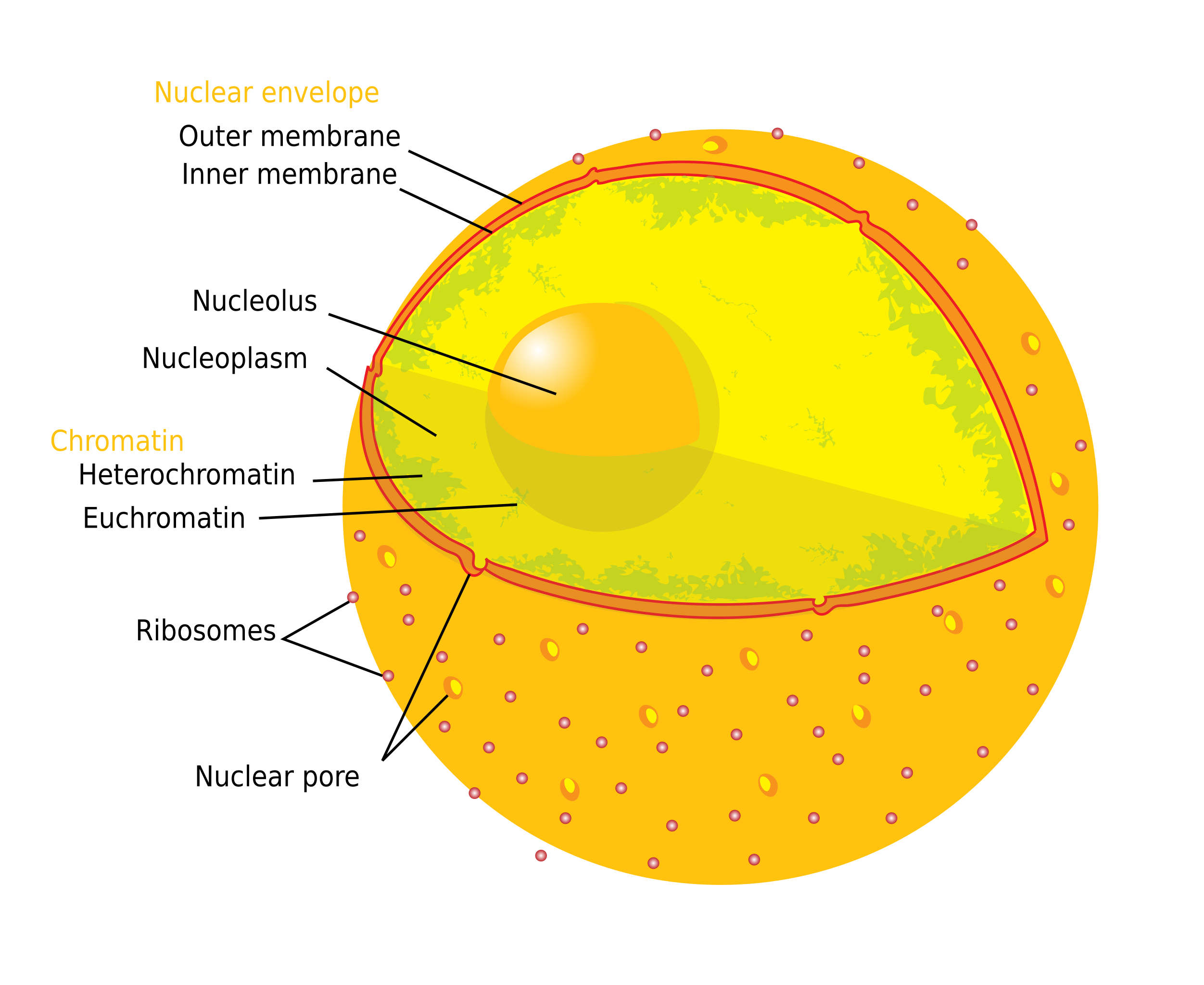 File Diagram Human Cell Nucleus svg Wikipedia