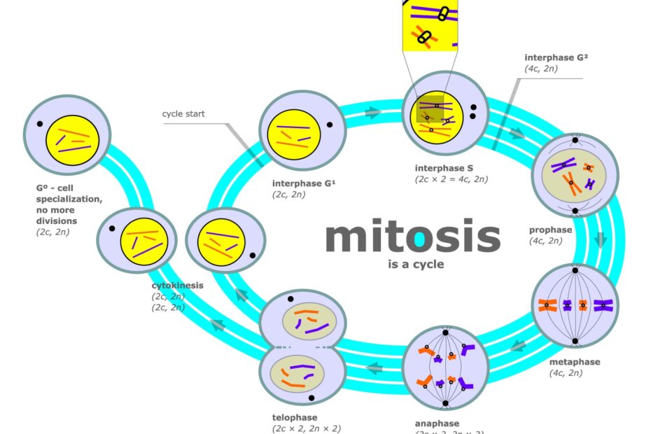 File Mitosis Diagram jpg Wikimedia Commons