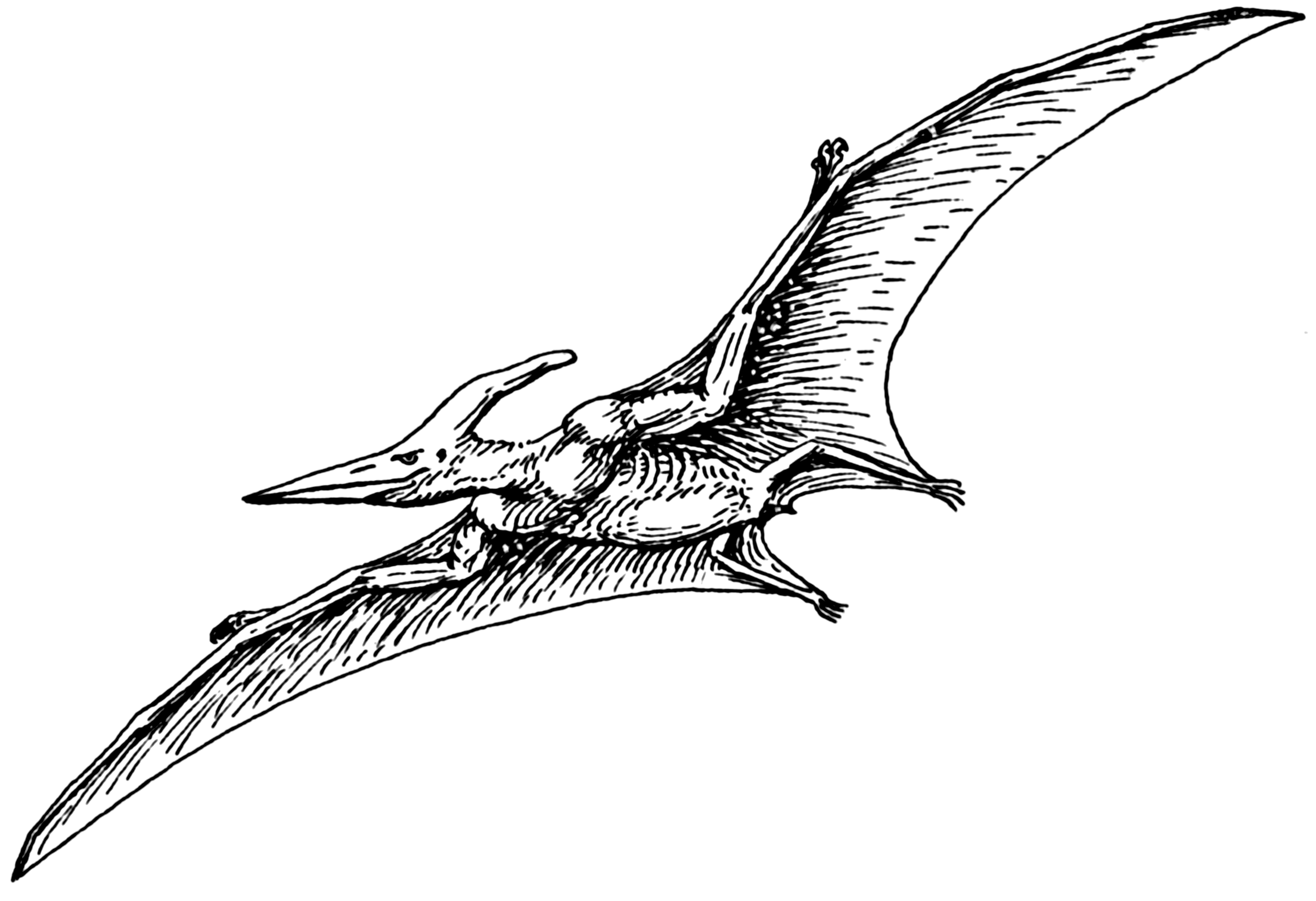 pterodactyl printable
