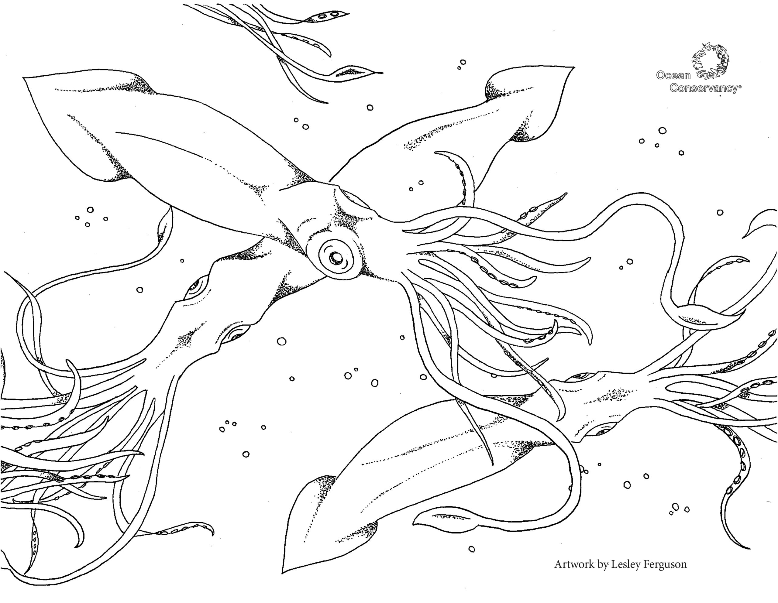 squid coloring pages pdf