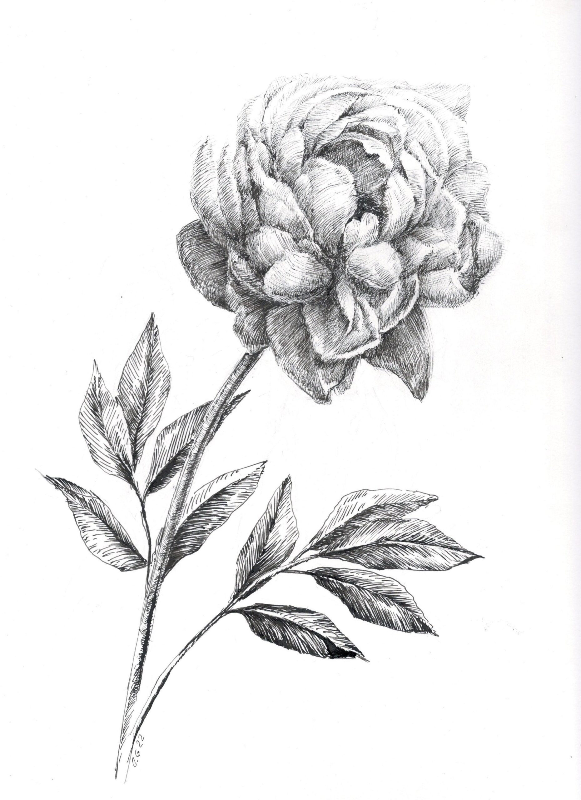 Floral Drawing Peony Botanical Art Original Ink Drawing Flower 