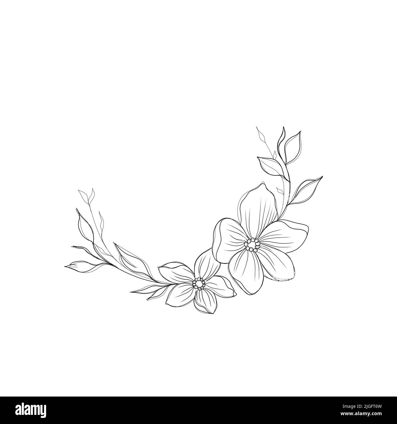 Flowers Periwinkle Hand Drawing Outline On A White Background 