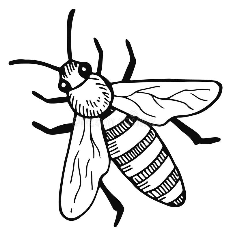 Flying Bee Drawing Stock Illustrations 9 117 Flying Bee Drawing Stock Illustrations Vectors U0026 Clipart Dreamstime
