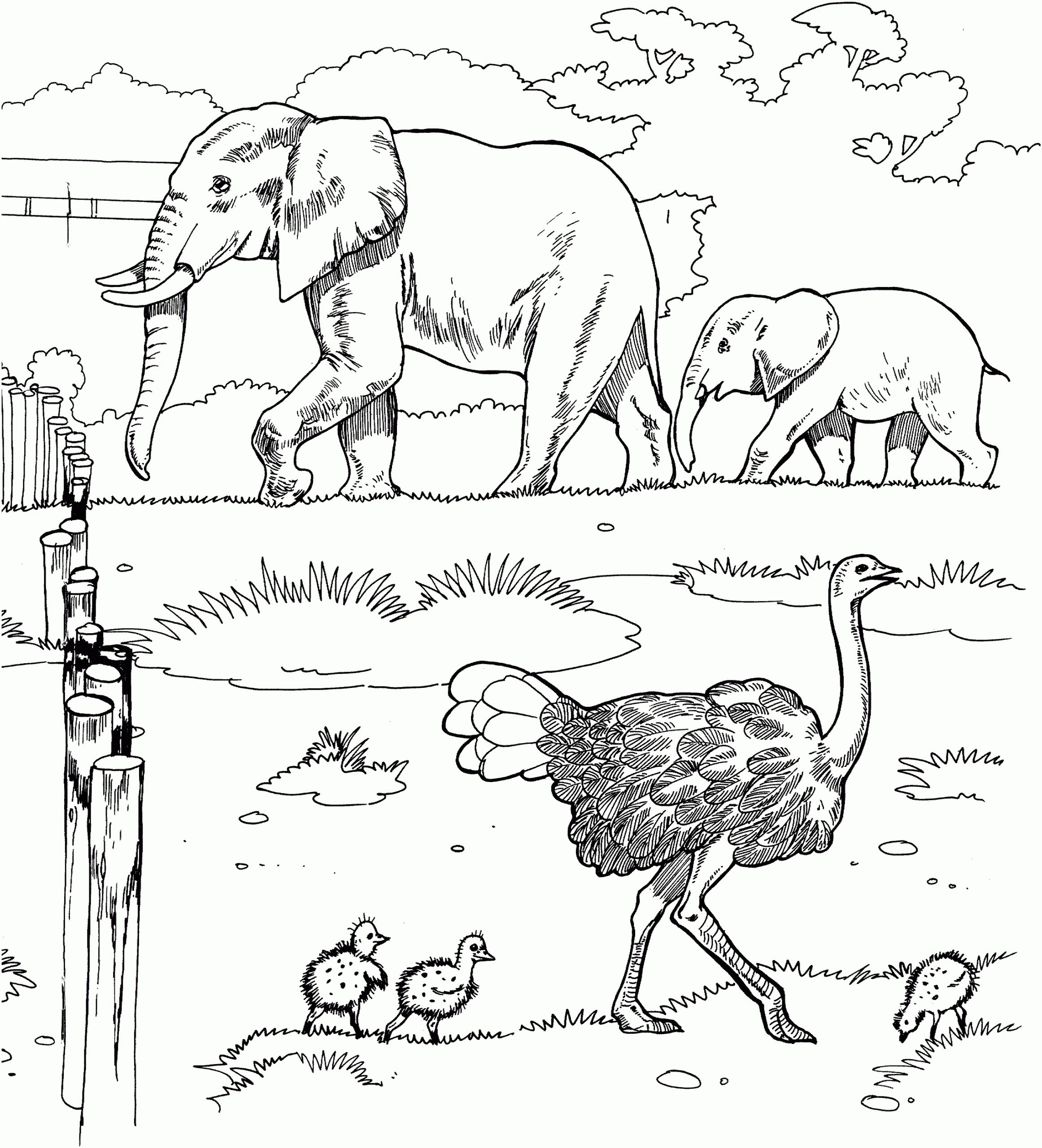 Free Elephant Coloring Pages