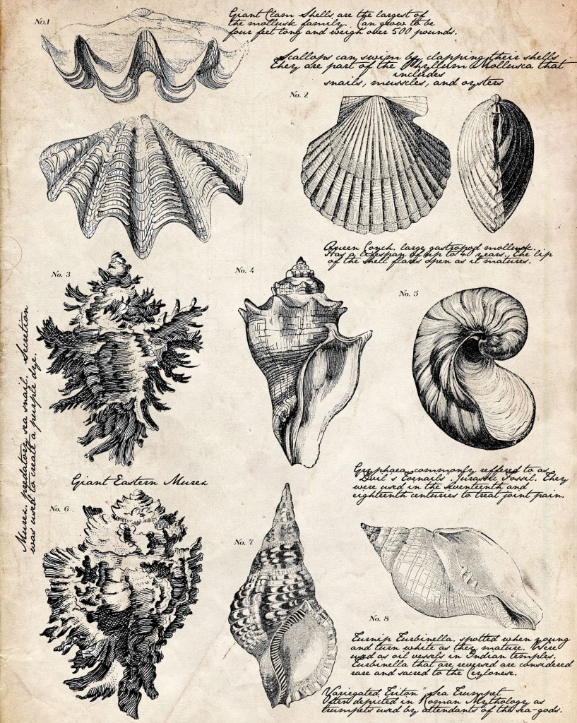 free seashell printables