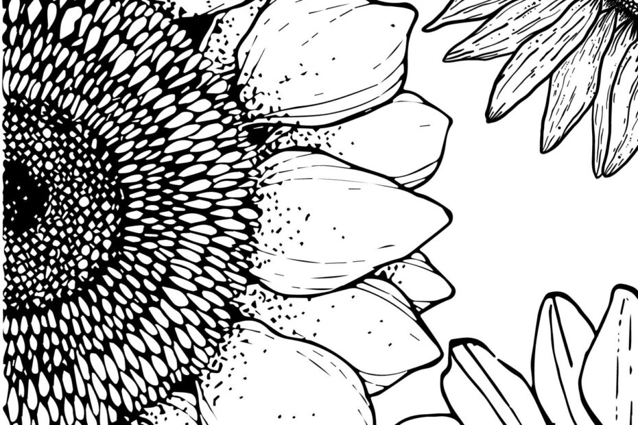 Free Printable Sunflower Coloring Pages Crafty Morning