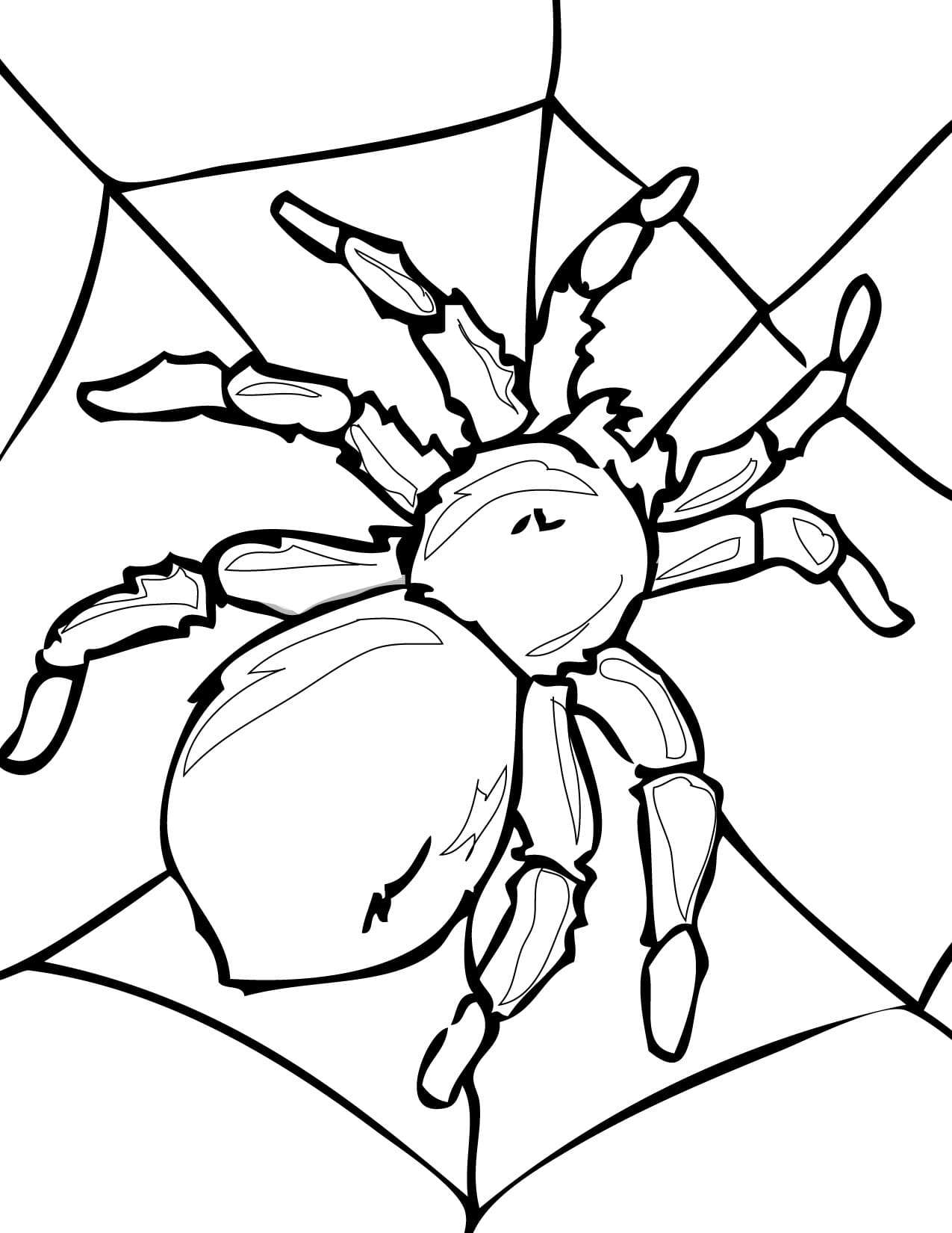 Free Printable Tarantula Spider Coloring Page Download Print Or Color Online For Free
