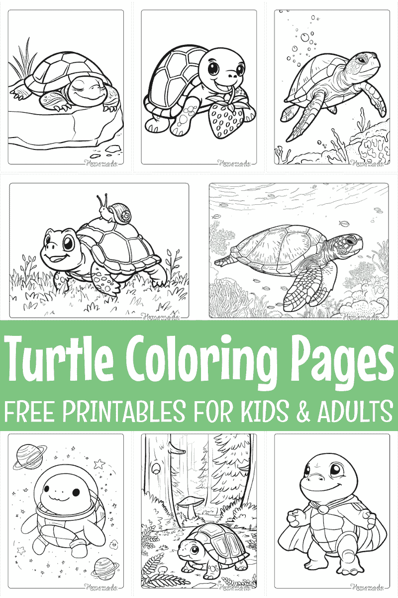sea turtle color sheet