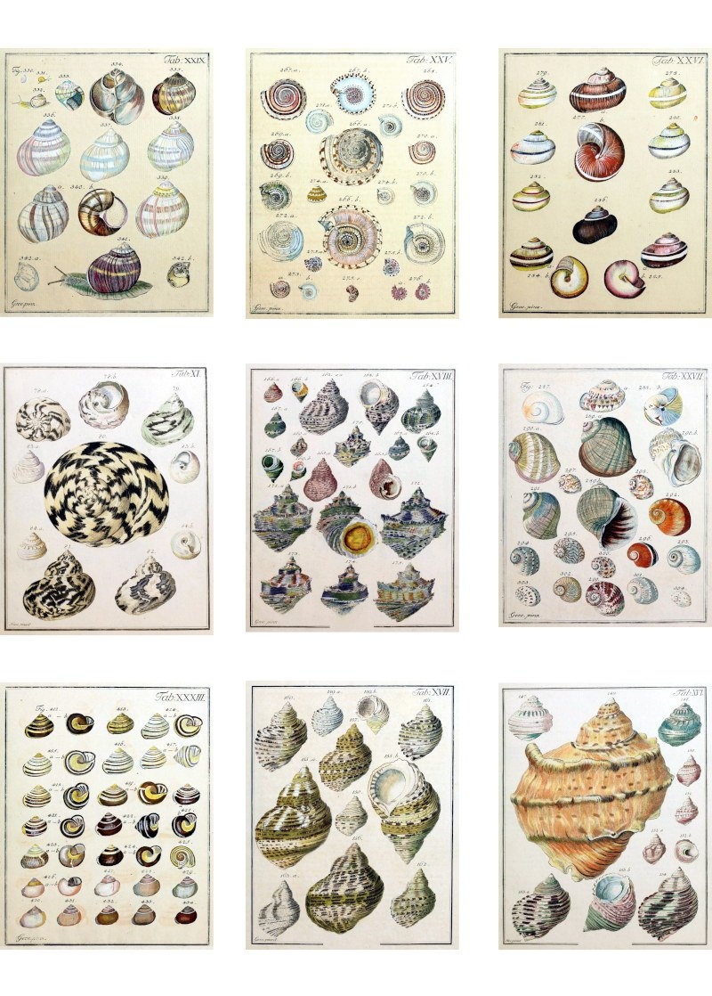 printable sea shells