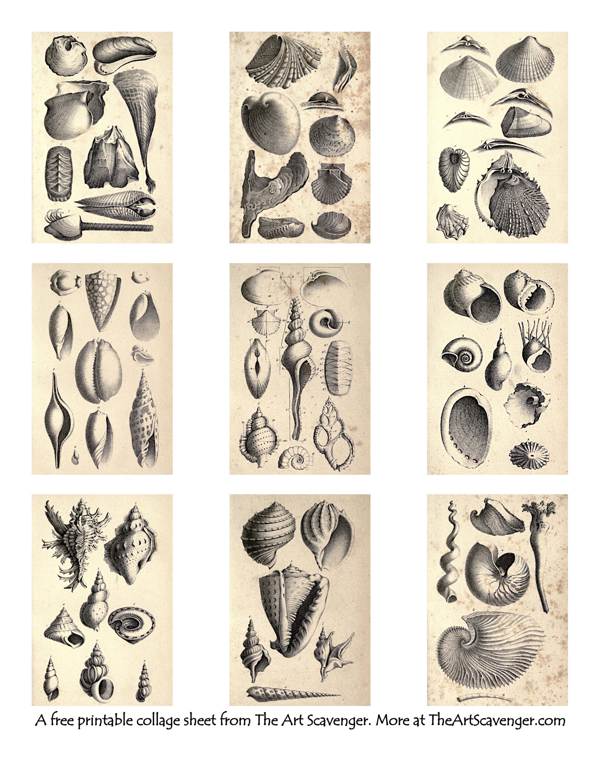 seashell drawings printable