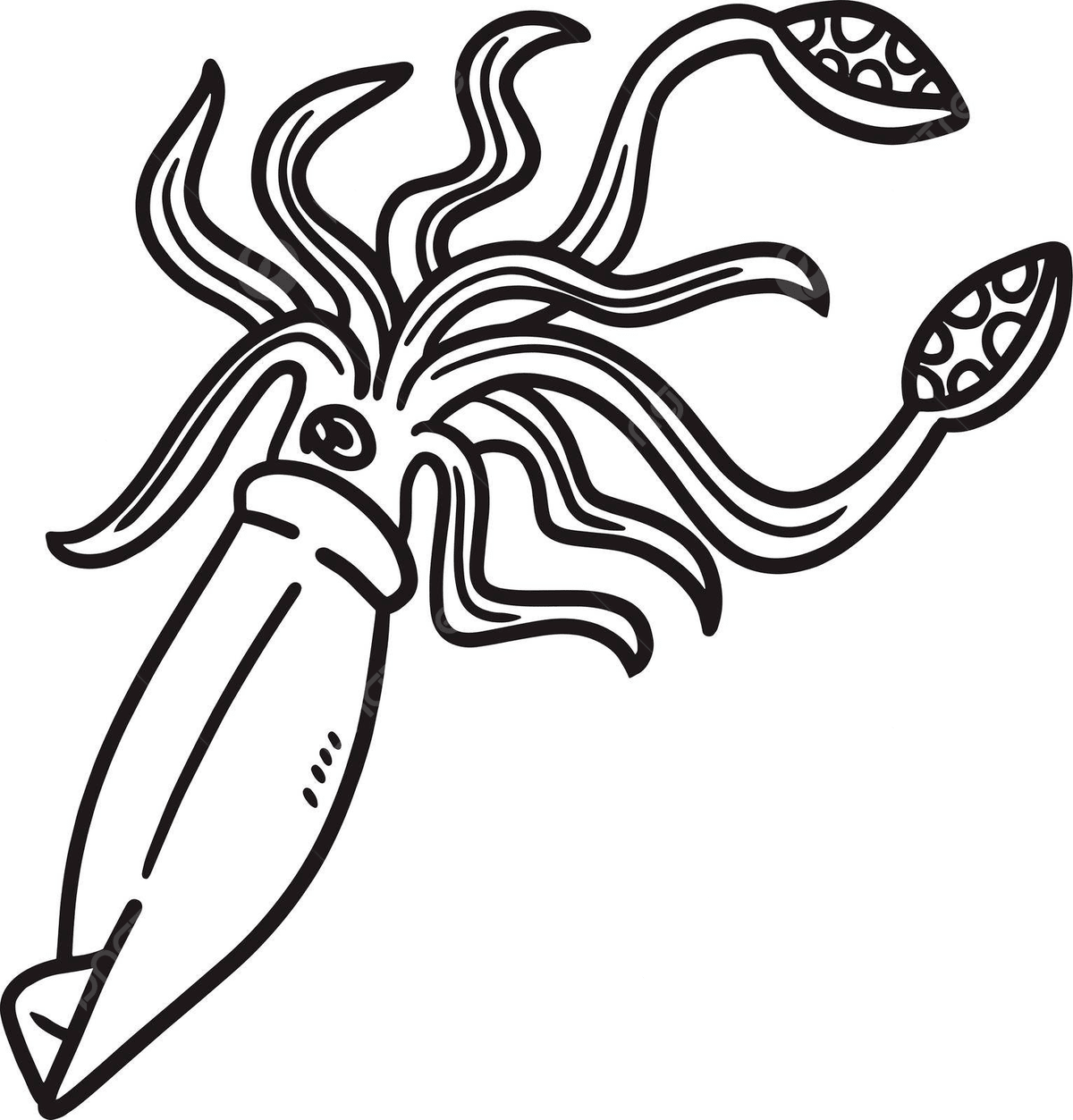 Giant Squid Coloring Page For Kids Ocean Graphic Colouring Page Vector Ocean Drawing Squid Drawing Ring Drawing PNG And Vector With Transparent Background For Free Download